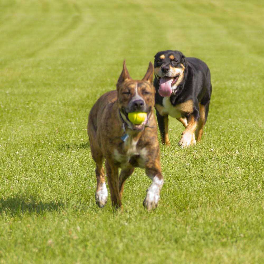 Dog Toy F849536