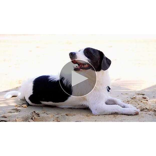 Dog Conditioner Z934631
