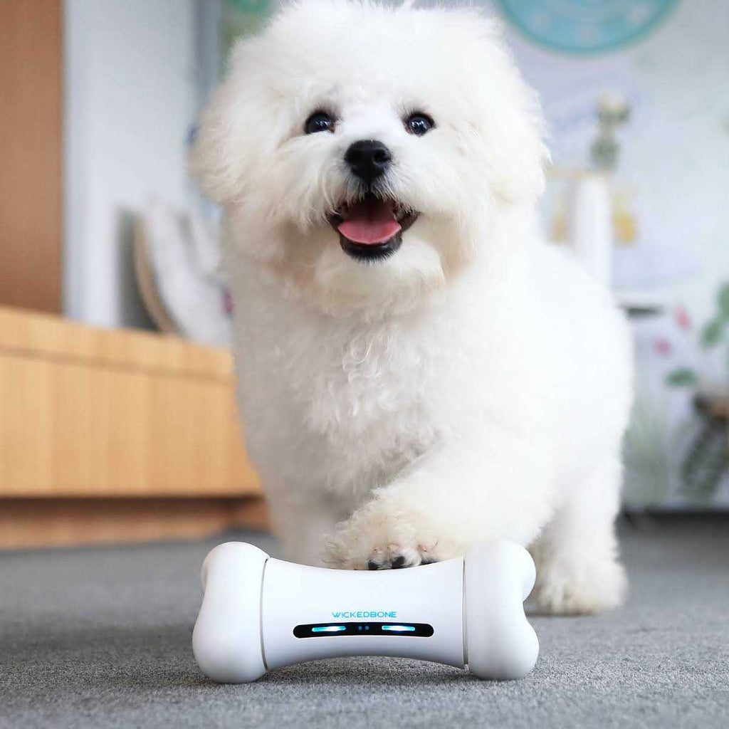 Automatic Interactive Dog Toys S3963