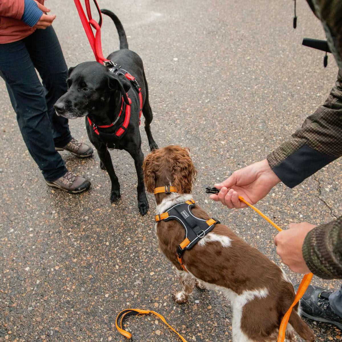 Dog Harness N987