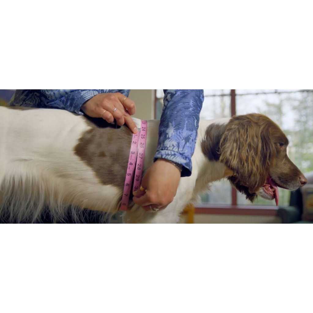 Dog Harness N987