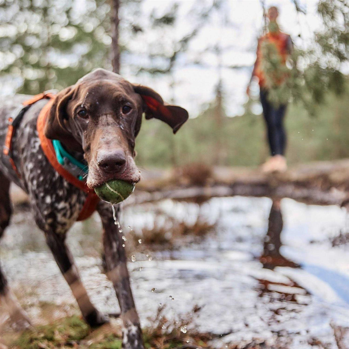 Dog Y-harness X3017