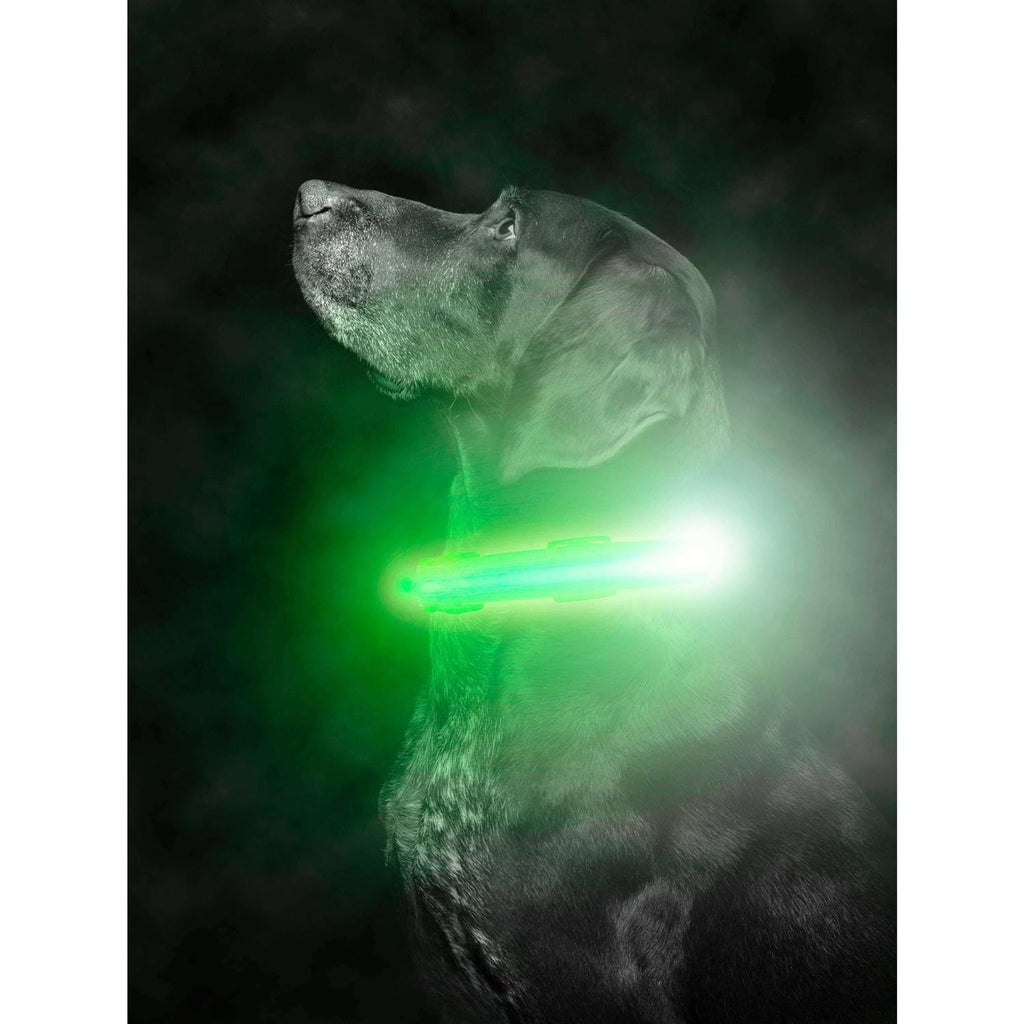 LED Dog Collar USB Rechargeable B929194