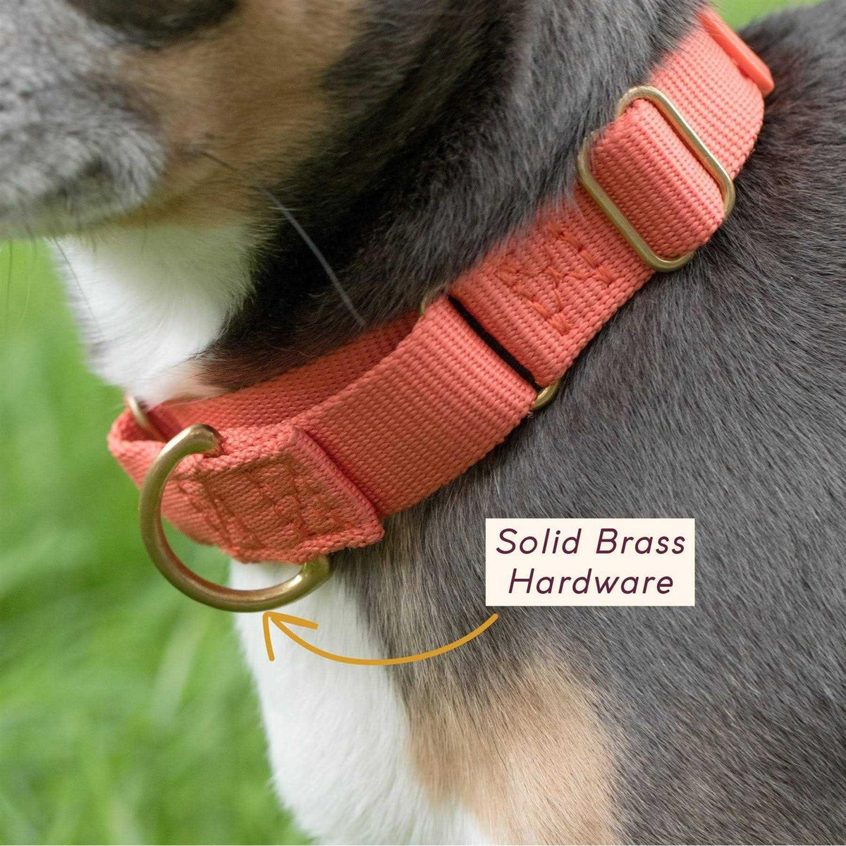 Martingale Dog Collar D597