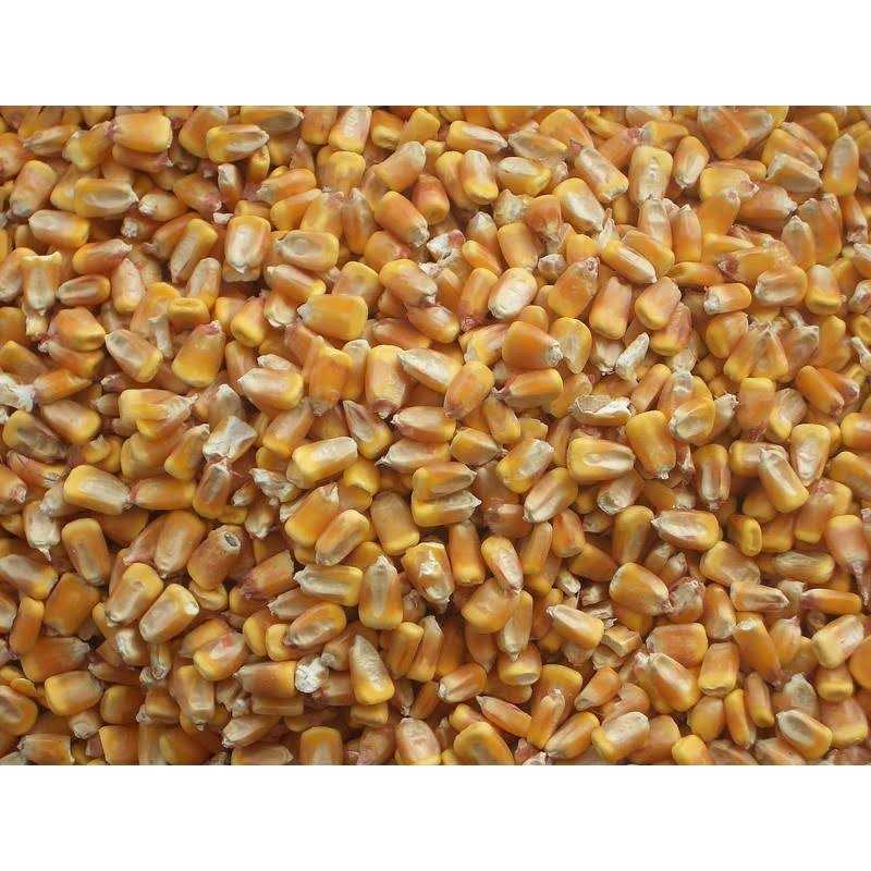 Whole Corn for Wildlife Feeding W305645