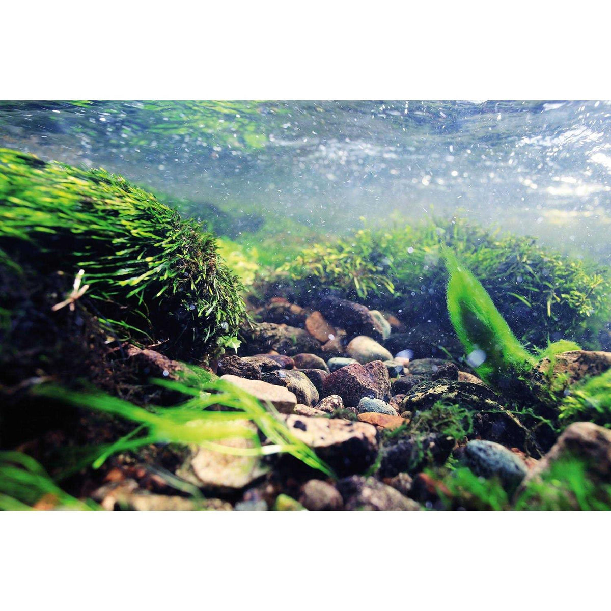Reversible Aquarium Background K3755