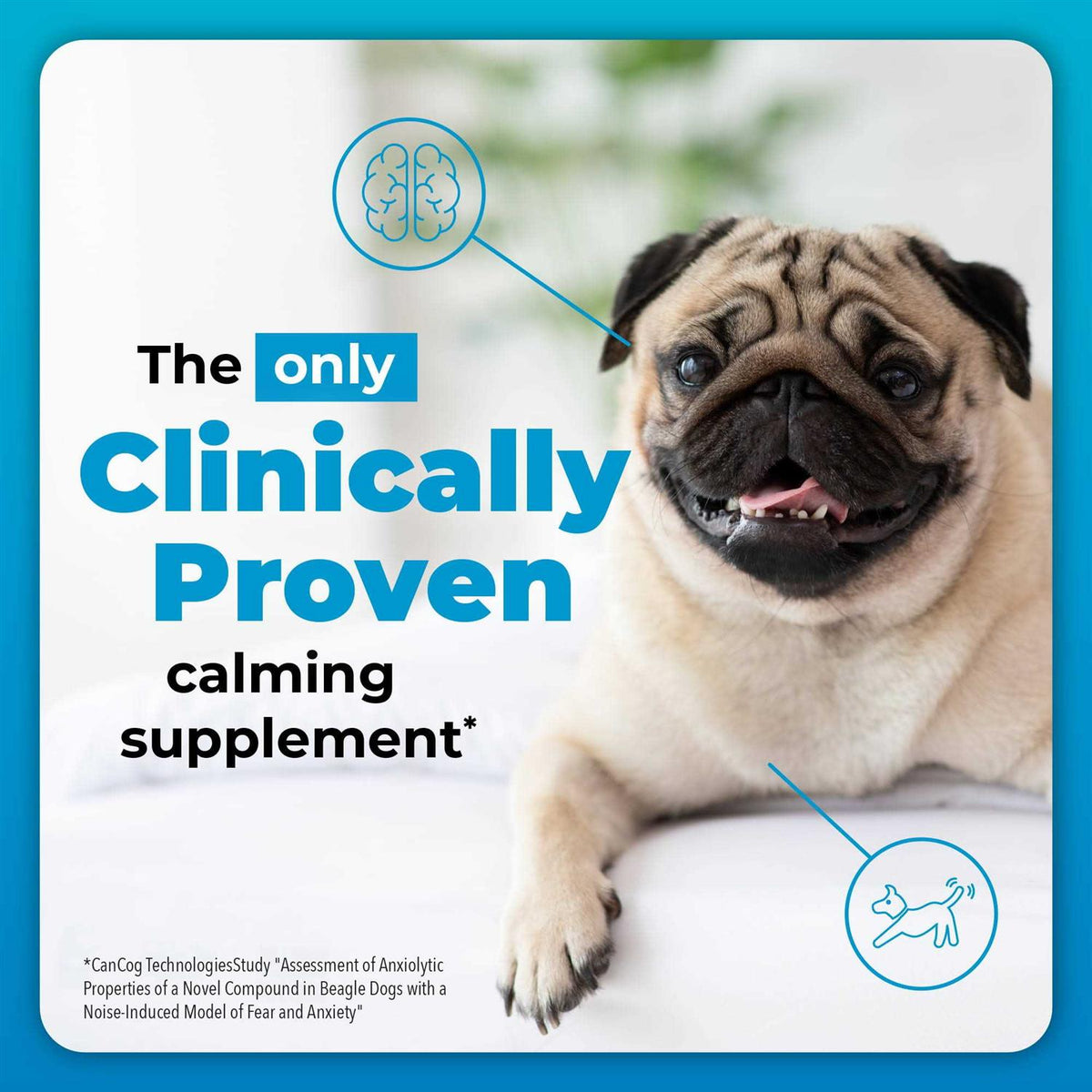 Calming Supplement for Dogs D89843