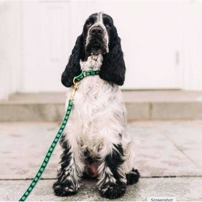 Dog Collar P19159