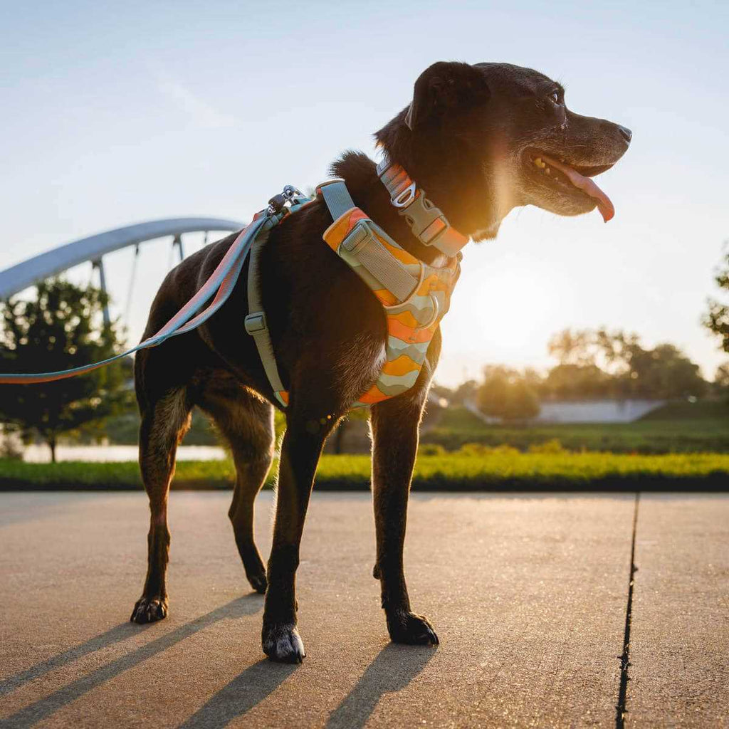 Harness F346
