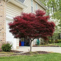 Japanese Maple 1-2 Y173113