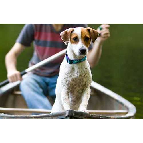 Dog Collar H2546