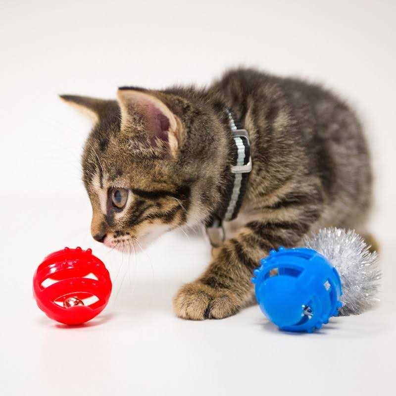 Cat Toy Variety Pack C788