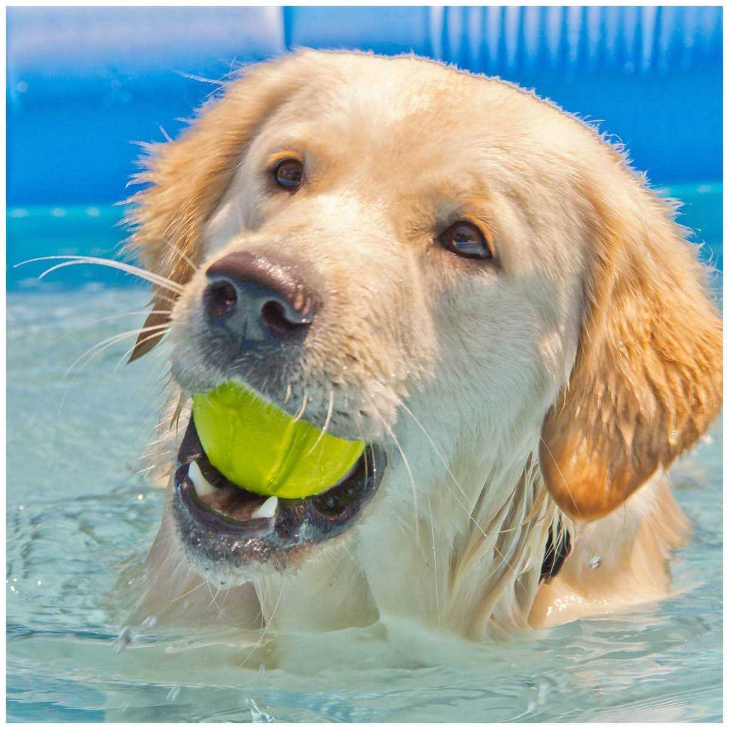Dog Toy F849536