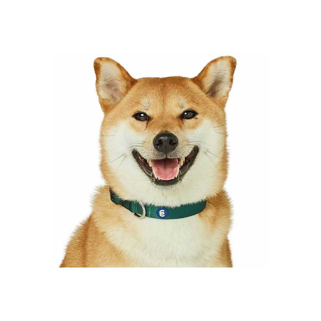 Classic Dog Collar G334