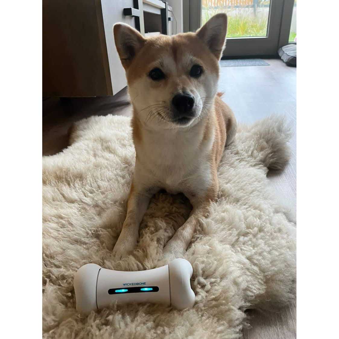 Automatic Interactive Dog Toys S3963