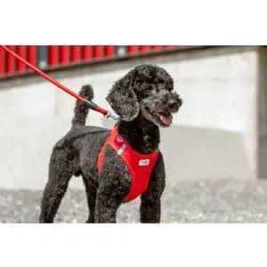Comfort Leash P293178
