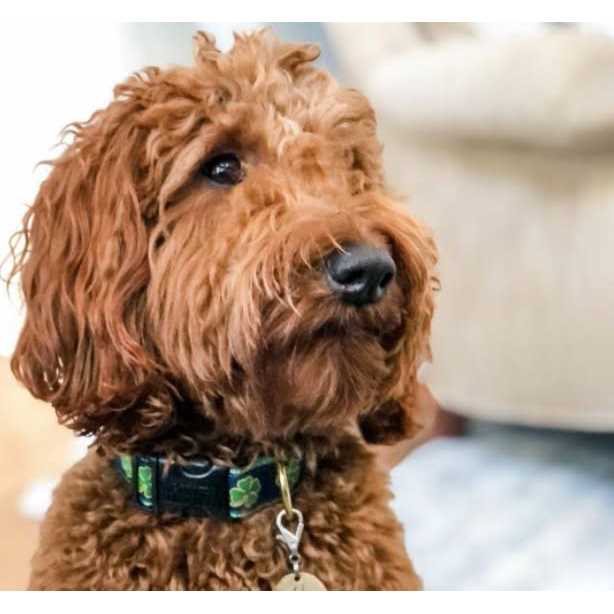 Dog Collar P19159
