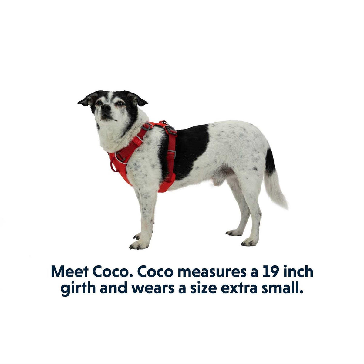 Harness F346