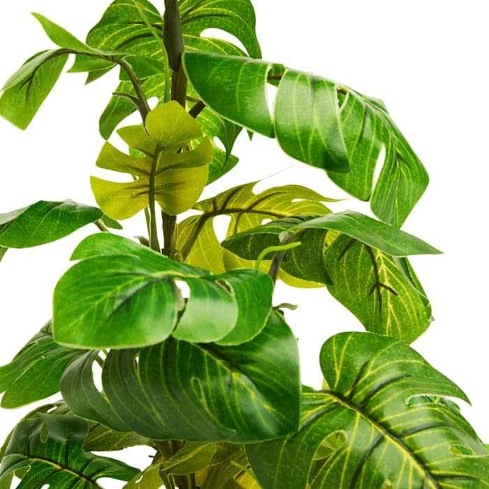 Araceae Plant Terrarium Decor Z465