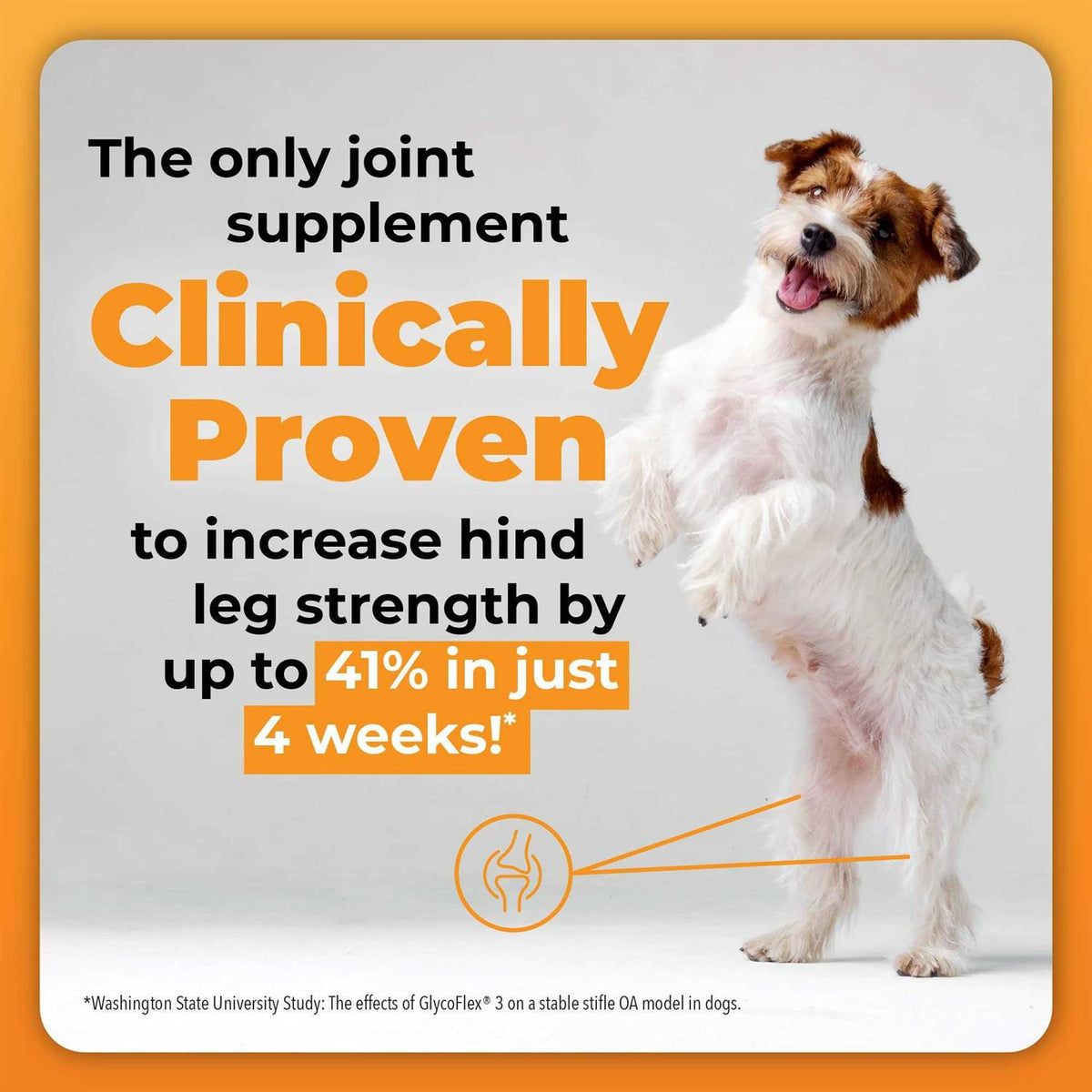 Joint Supplement for Small Dogs R422122